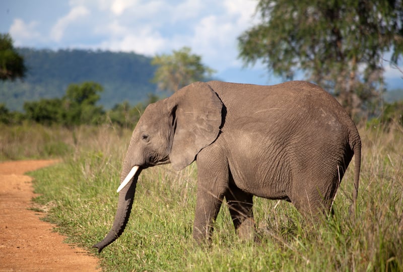 Operadoras turísticas de Escandinavia dejan de ofrecer paseos en elefante en sus paquetes vacacionales