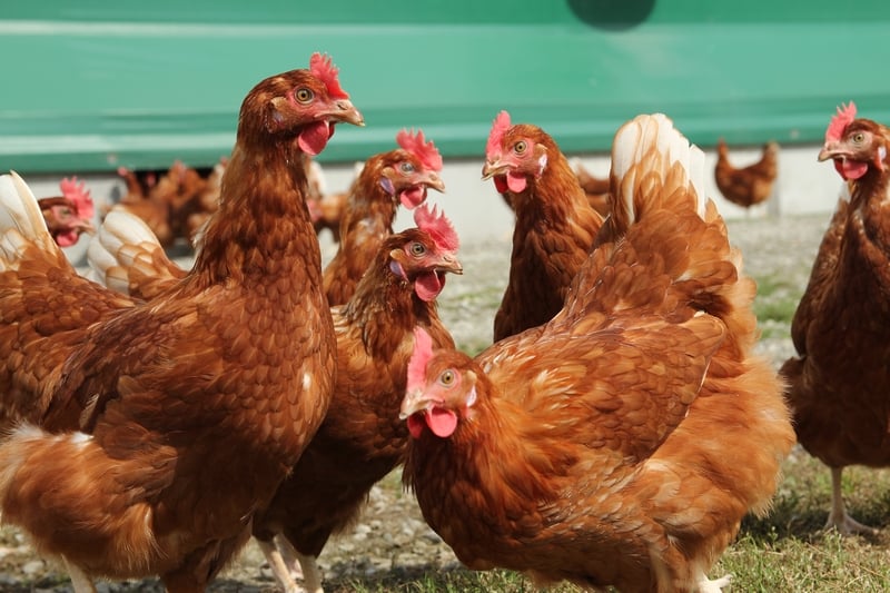 Gallinas libres de jaulas