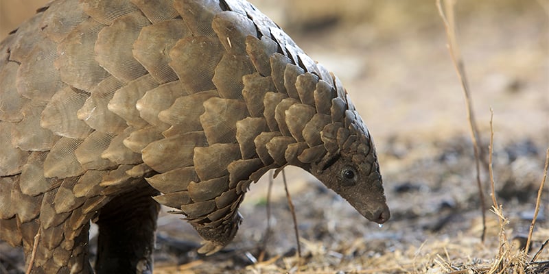 A pangolin in the wild, sniffing the ground. Its scales decrease in size the closer they get to its pointy face.  iStock. by Getty Images