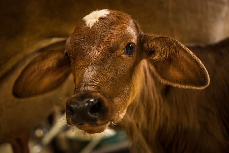 8 consejos para ser un consumidor responsable con el bienestar de los animales