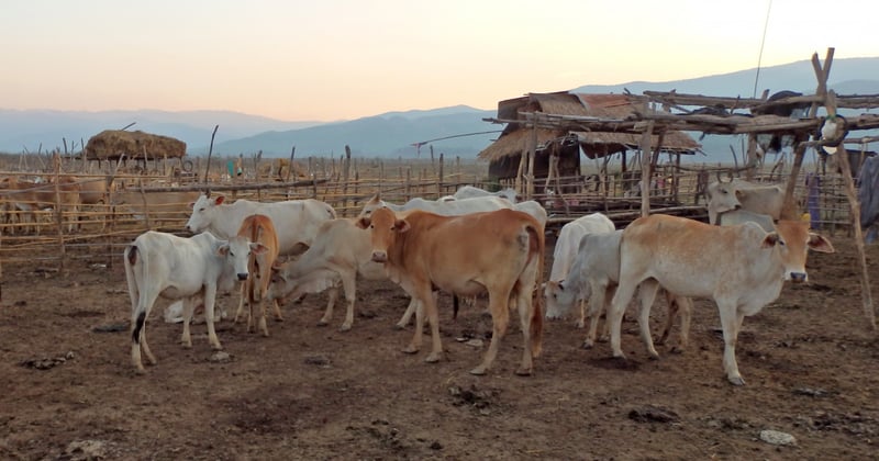 World Animal Protection protege milhares de animais contra seca na Tailândia