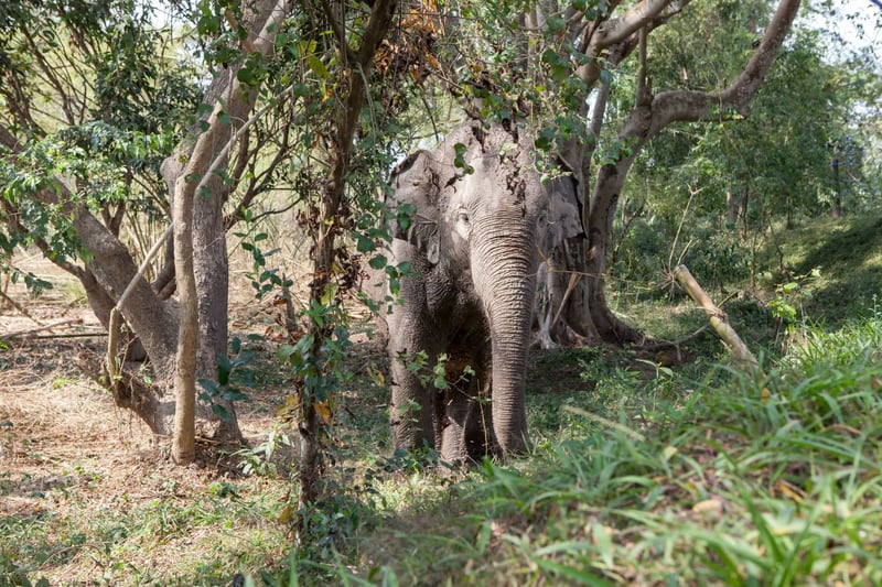an elephant in the tourism industry