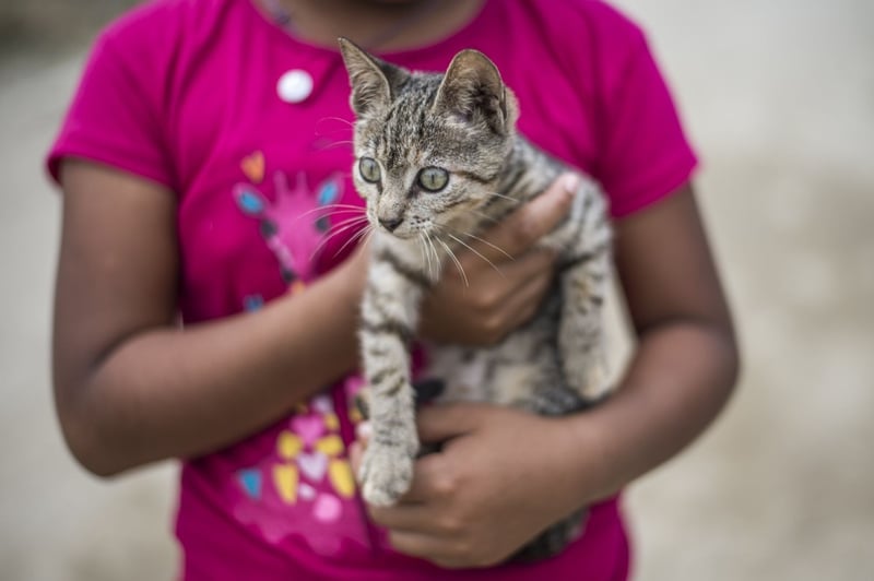 International Cat Day 2017