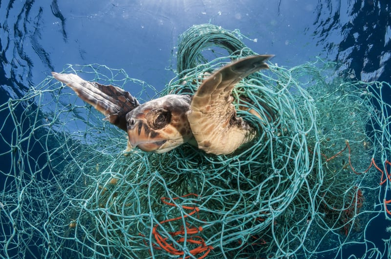 The deadliest catch: world’s biggest seafood companies can do more to address lost fishing gear - Sea Change - World Animal Protection