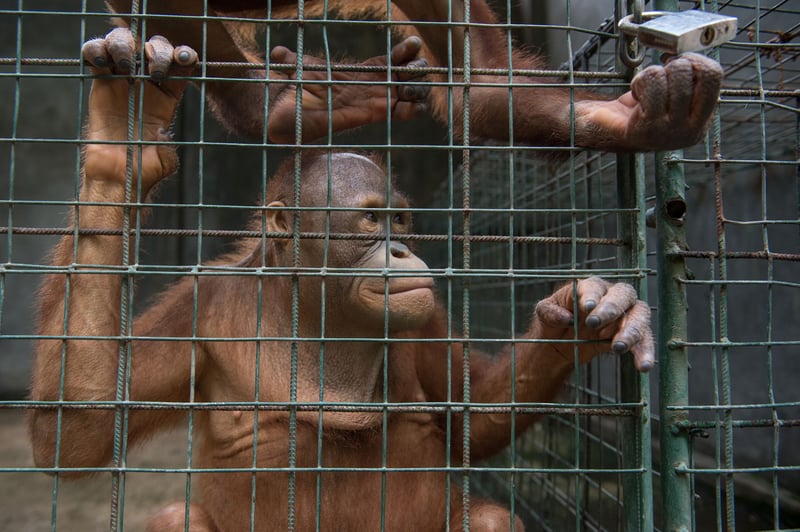 Horror em Bali: investigação mostra que todas atrações turísticas são cruéis com animais silvestres