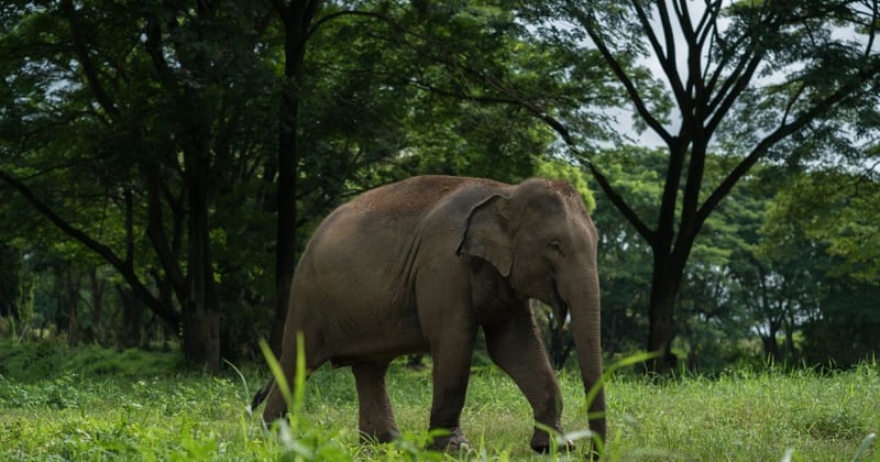 Elephants roam inside the park at Happy Elephant Valley - now ChangChill. Credit: Thomas Cristofoletti / World Animal Protection