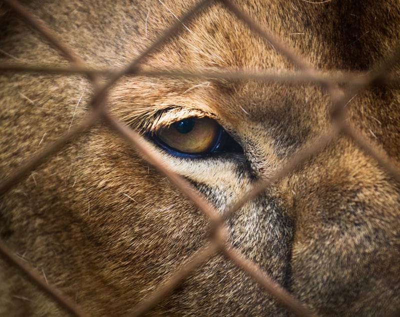 captive tiger eye