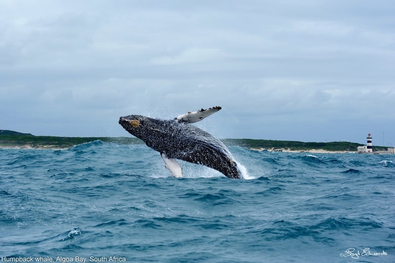 Algoa Bay in South Africa