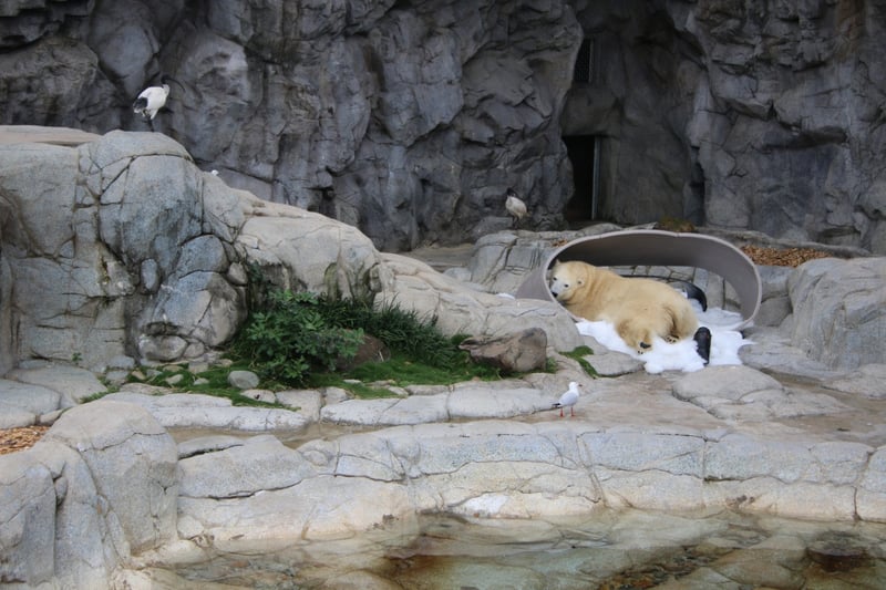  A polar bear living at the Gold Coast. Thousands of wild animals are kept in cruel conditions in Australian wildlife entertainment venues with the most prominent all being in the state of Queensland