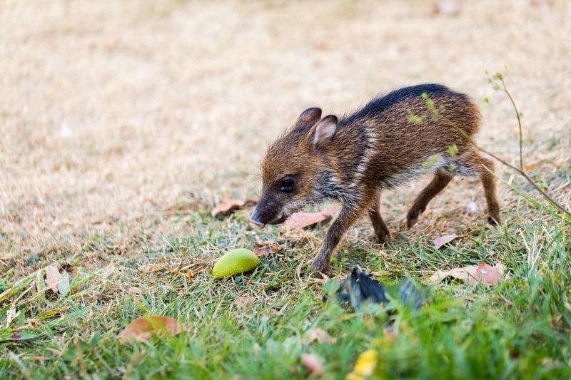 A baby peccary