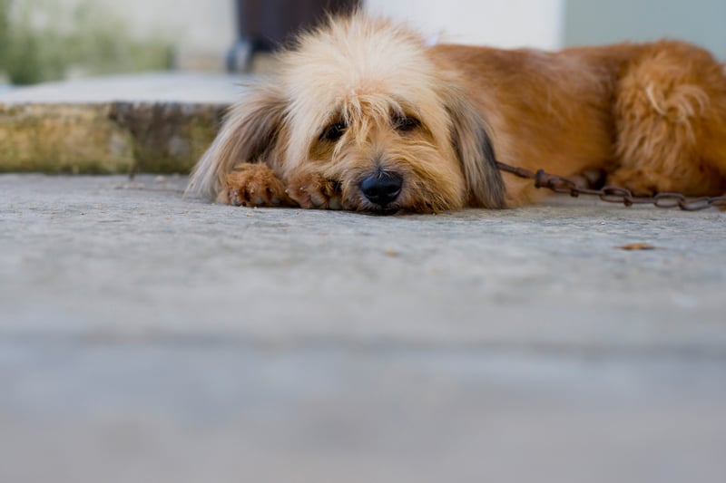 Conoce los cuidados que necesita tu mascota y como te puedes beneficiar de ellos