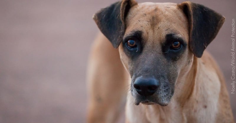 10 passos para ajudar um cão ou gato de rua