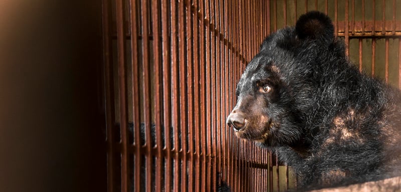 bear bile vietnam