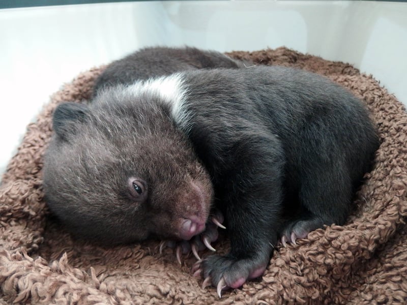 Rescatamos a dos osos bebés huérfanos en Rumanía