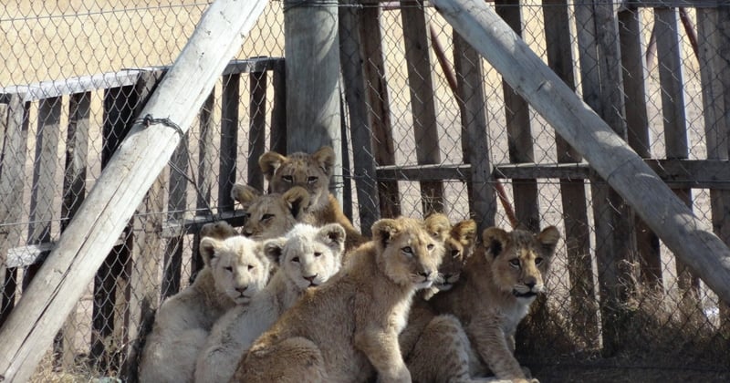 Cachorros de león en una granja de cría comercial en Sudáfrica - World Animal Protection