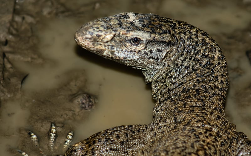 Bengal monitor