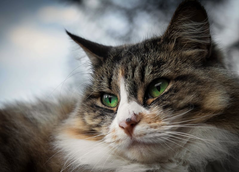 5 mitos al descubierto sobre los gatos