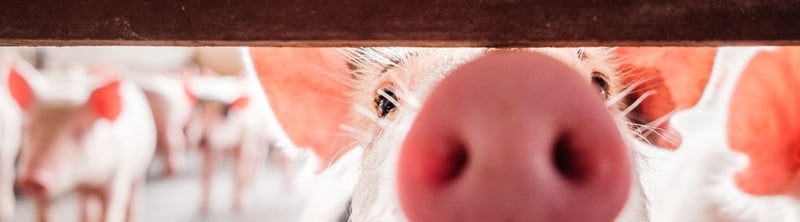 Un cerdo se asoma por las barandas del corral donde se encuentra cautivo juntos a otros cerdos