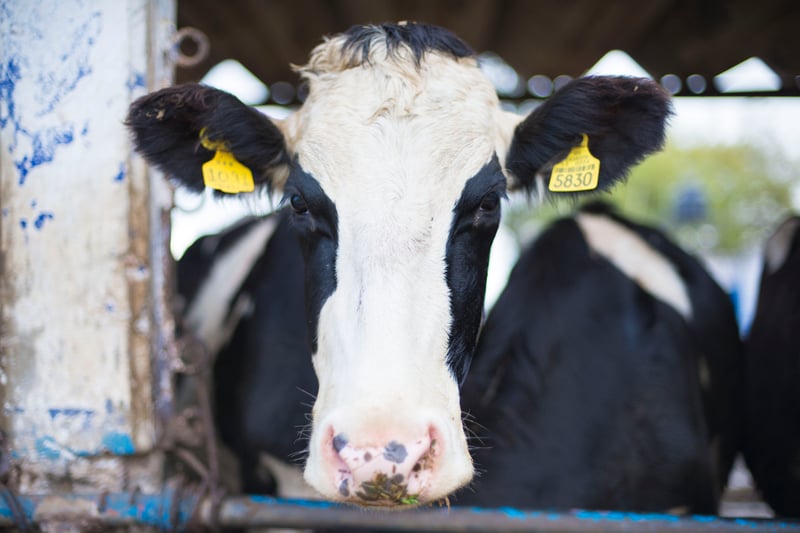 Promotores de Bienestar Animal: Educación puesta en práctica