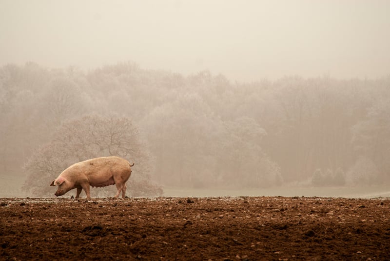 Cerdo World Animal Protection