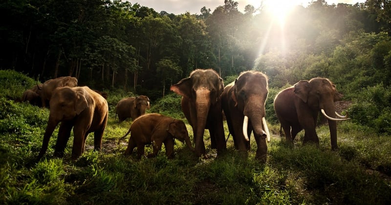 elephants in the wild