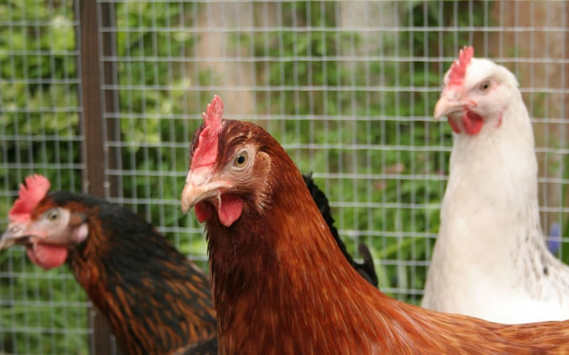 Las gallinas son seres sintientes, es decir, tienen sentimientos