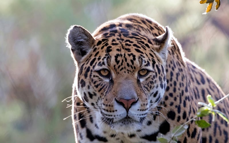 Un jaguar libre en la naturaleza