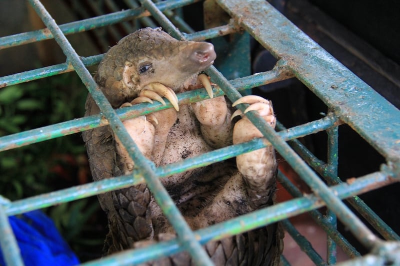 Un pangolin en una jaula.