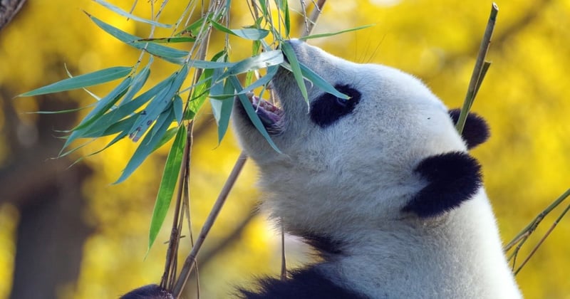 Panda i djurpark