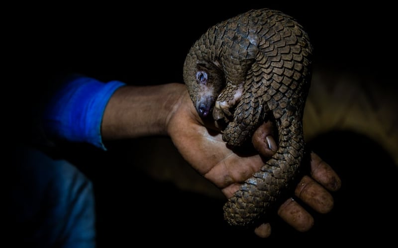 A poached pangolin in Northern India