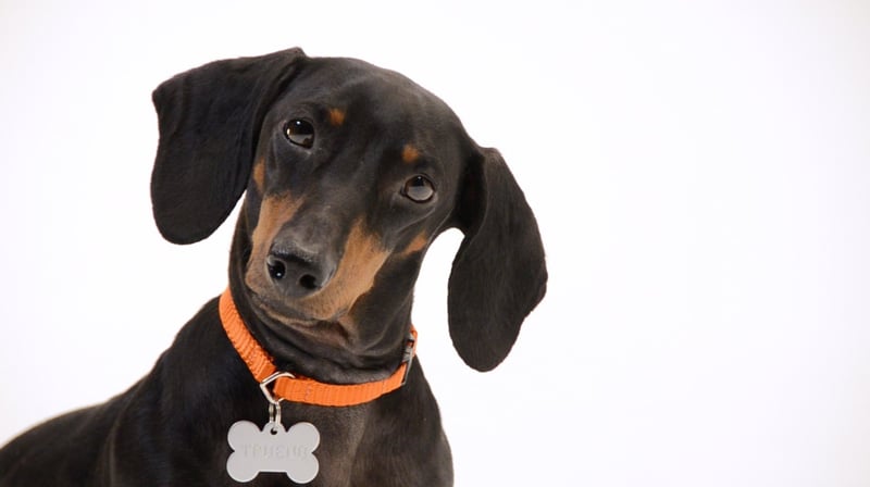 Prepárate para las emergencias junto con tu mascota