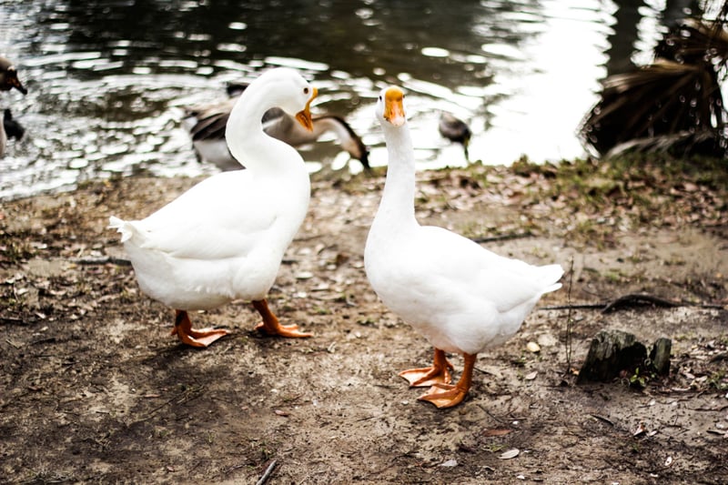 Ducks 