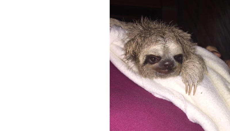 Male three-toed sloth