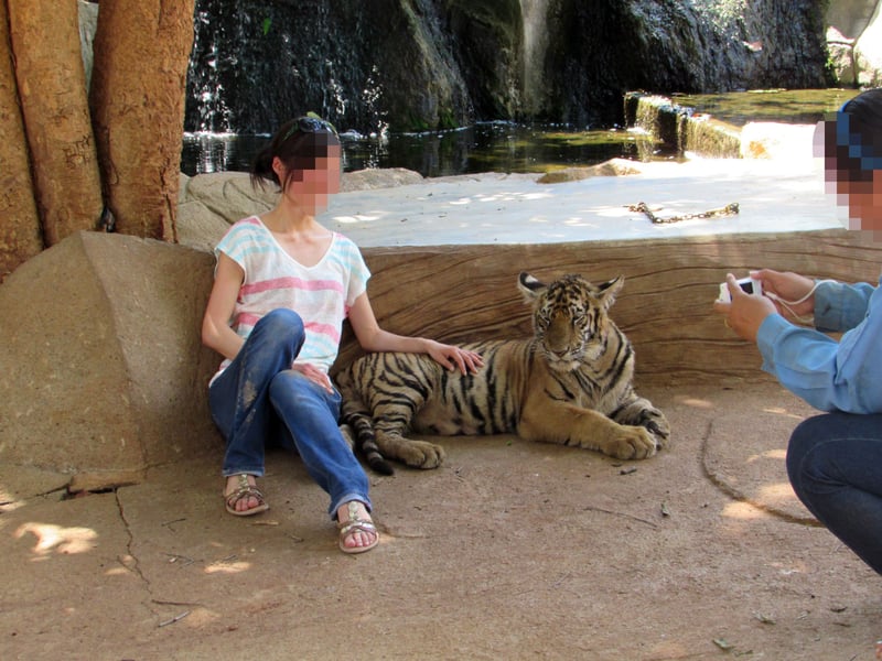 Una turista posa con un tigre cautivo en China.