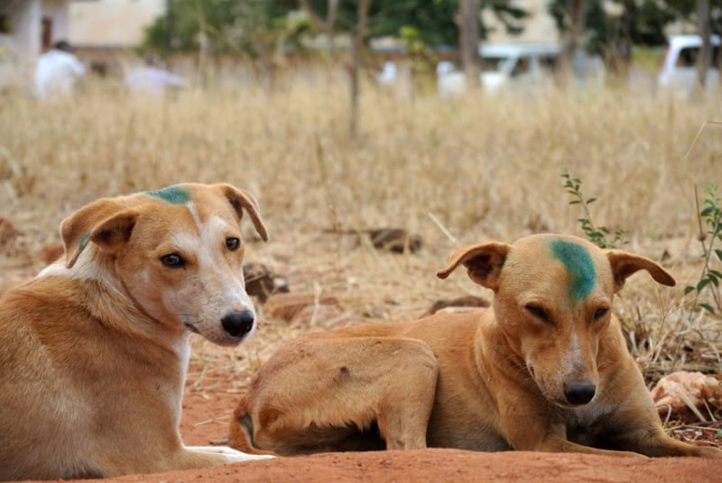 Perros callejeros están en peligro en Turquía.