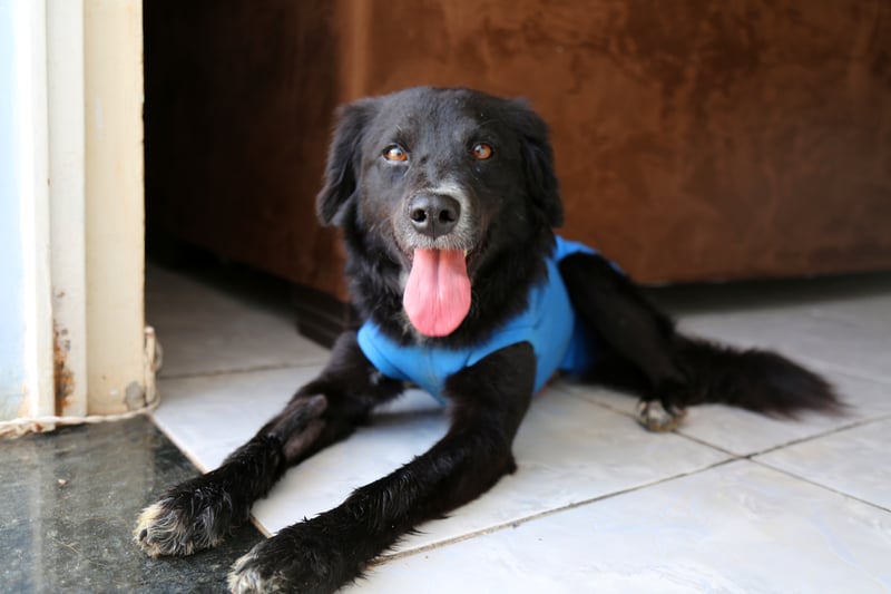 Cão faz amizade com segurança do Parque Olímpico e é adotado