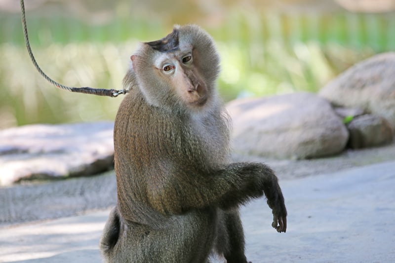 Por que a TripAdvisor se recusa a proteger animais silvestres?