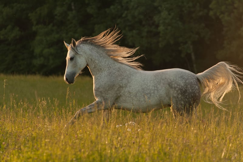 Un caballo árabe galopando en libertad