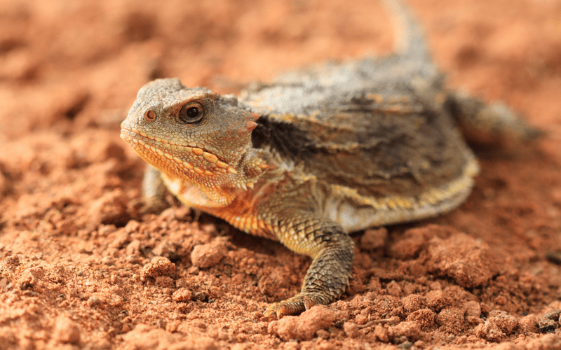 datos curiosos sobre los lagartos -  lagarto cuernudo posado sobre un montículo de tierra