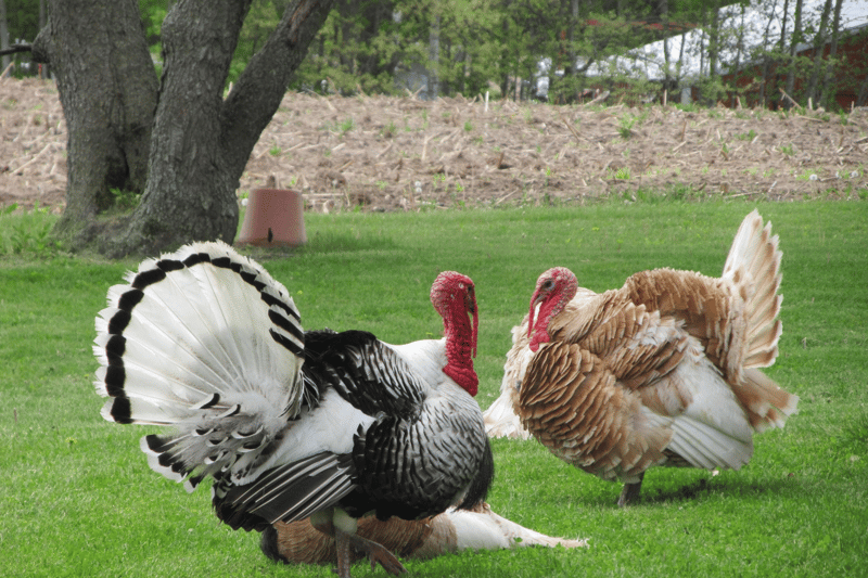 Dos pavos juntos - Datos curiosos de pavos