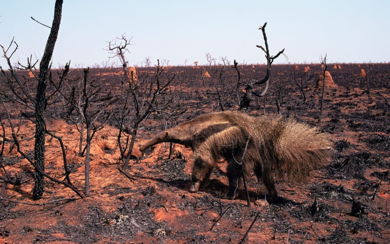 Un hormiguero camina sobre un terreno calcinado. Fotografía: Luiz Claudio Marigo / naturepl.com