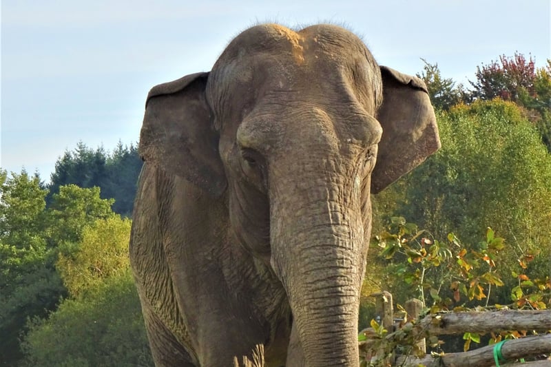 Gandhi, una elefante asiática hembra en el santuario Elephant Haven European Elephant Sanctuary (EHEES)