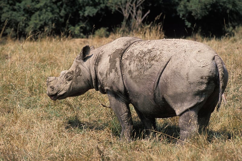 Un rinoceronte de Sumatra libre en la naturaleza.