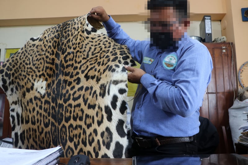 Un oficial sostiene una piel de jaguar incautada en Perú - World Animal Protection