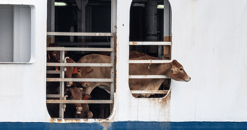 Vacas con miran a través del barco que las transporta.